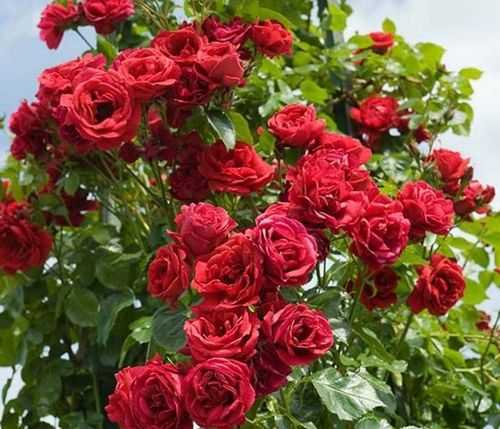 Парковые розы, не требующие укрытия на зиму, а также другие самые морозоустойчивые и неприхотливые сорта, в том числе спрей и цветущие всё летодача эксперт