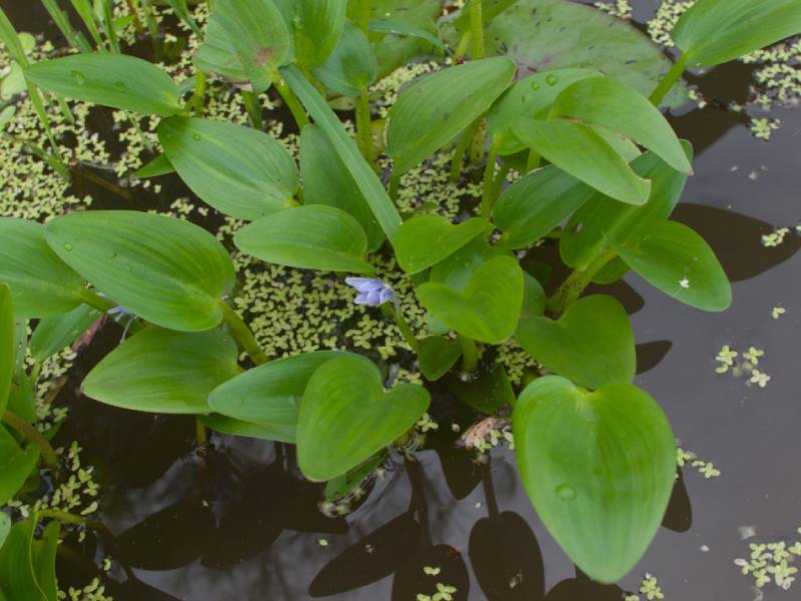 Топ 12 аквариумных растений для нано аквариума