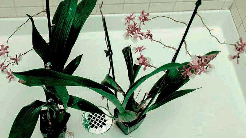 Правильная подкормка орхидей в домашних условиях: лучшее удобрение для орхидей, основные рекомендации