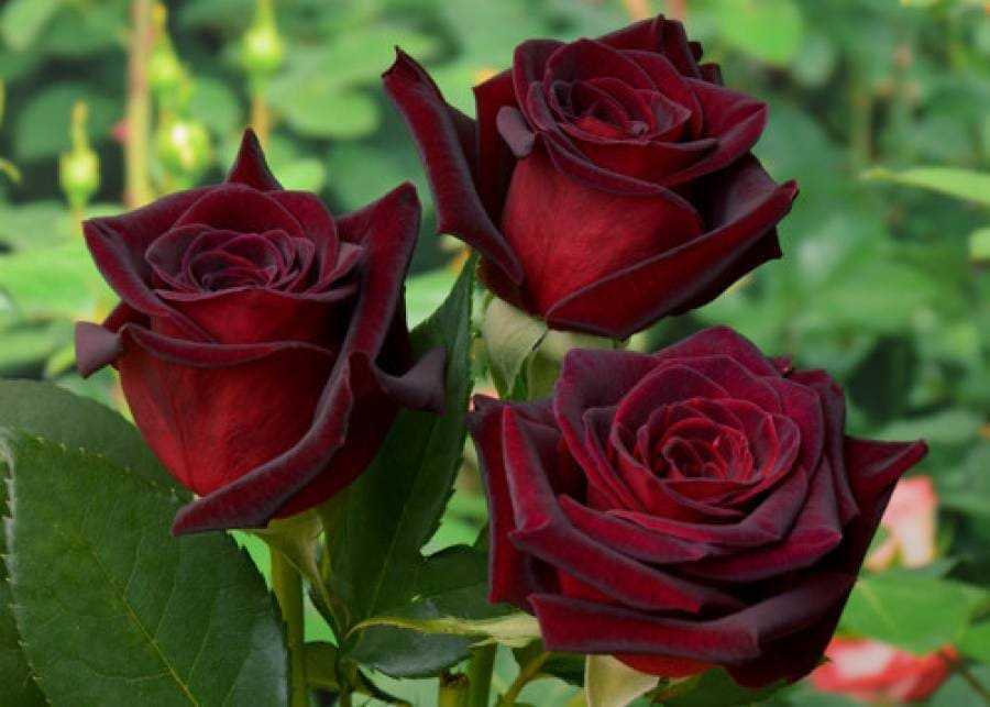 Роза сорта Травиата – отличный срезочный сорт с пышными цветами малиново-красного цвета и жёлтой пуговкой в серединке При соблюдении агротехники выращивания