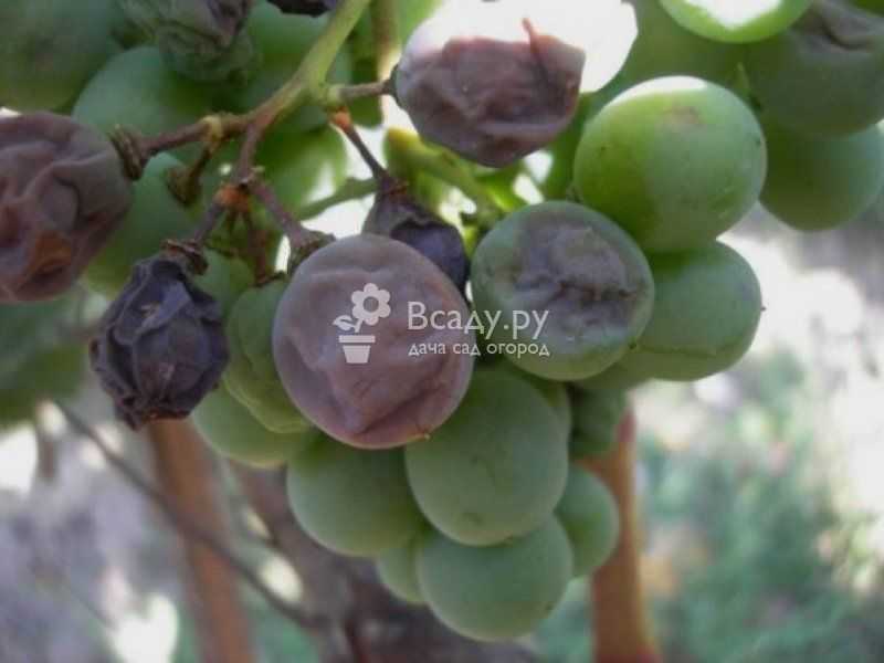 Лечение и профилактика милдью и оидиума на винограде (борьба и обработка)