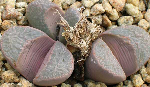 Литопсы – удивительные растения похожие на камни