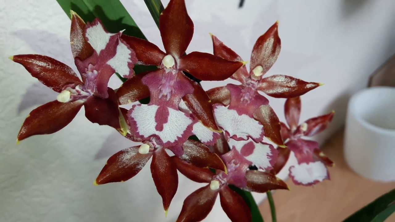 Орхидея одонтоглоссум: описание, фото и уход в домашних условиях