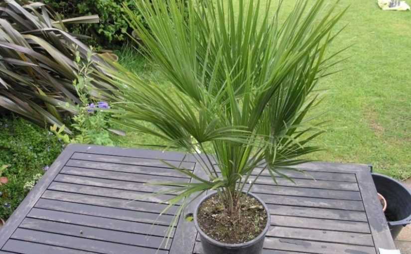 Финиковая пальма. уход, полив, освещение. | floplants. о комнатных растениях