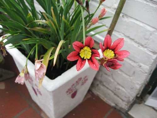 Спараксис - посадка и уход, фото, выращивание в домашних условиях, описание растения