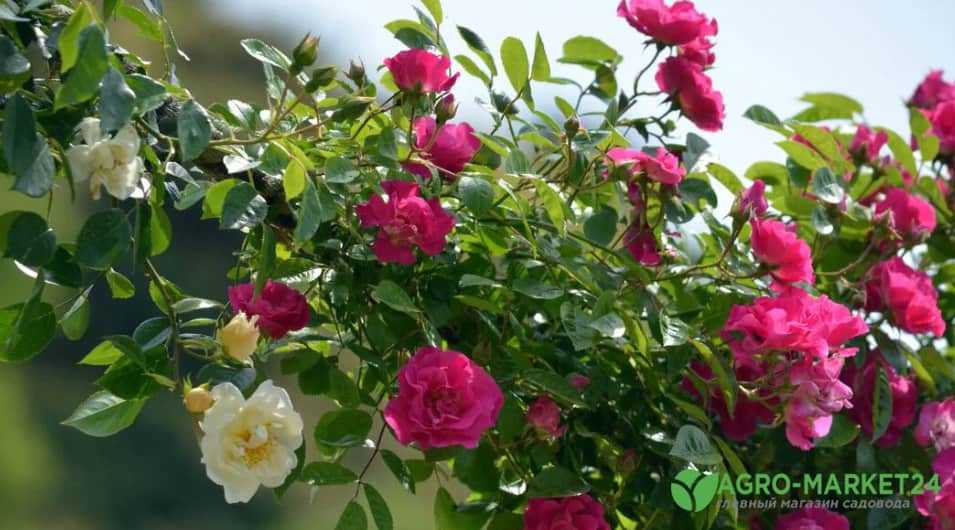 Какие розы самые неприхотливые и зимостойкие, с фото и названием сортов