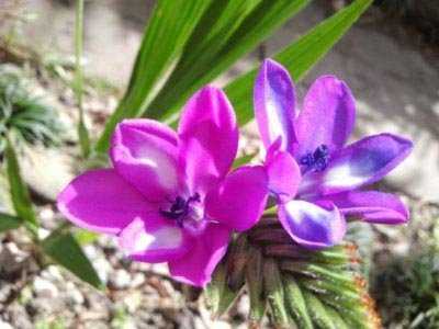 ᐉ цветок лобулярия: посадка и уход в открытом грунте, фото, выращивание из семян - roza-zanoza.ru