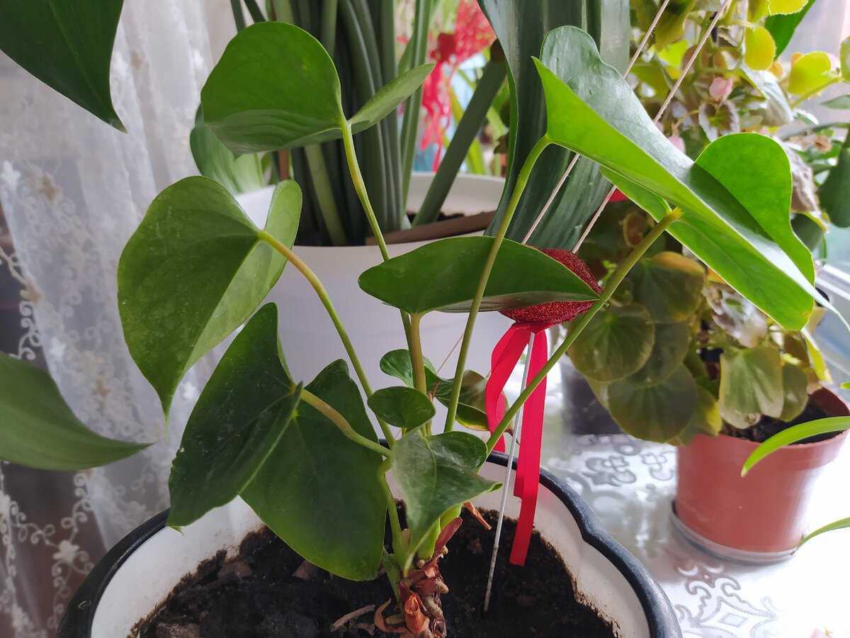 Замиокулькас (долларовое дерево) выращивание и уход в домашних условиях