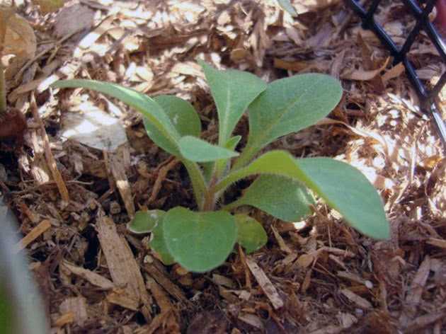 Посев семян петунии на рассаду — хитрости и секреты