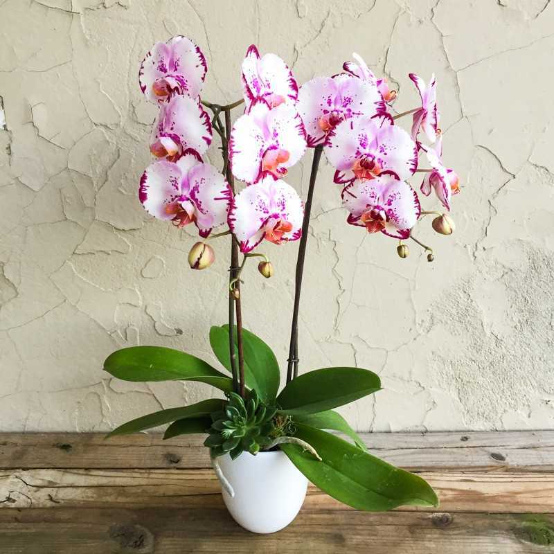 Болезни и вредители орхидей фаленопсис: лечение и уход в домашних условиях