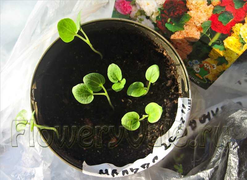 Шток роза: выращивание из семян, когда сажать, уход (фото)