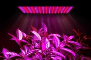 Как подобрать лампу для цветов и комнатных растений