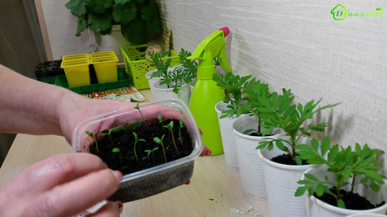 Когда и как сажать бархатцы на рассаду? 43 фото выращивание из семян бархатцев. как их высаживать в домашних условиях? сроки посева для раннего цветения