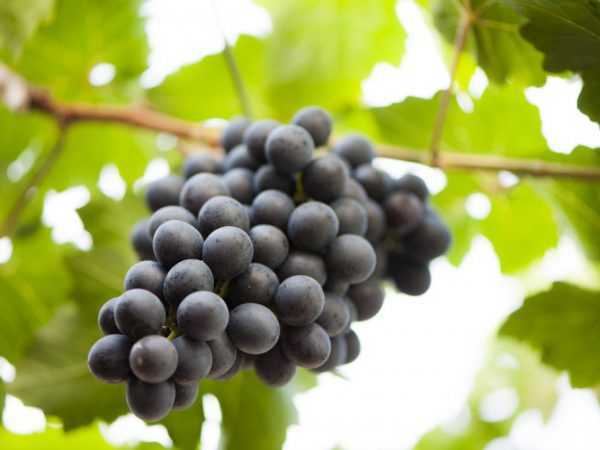 Обрезка винограда осенью для начинающих в картинках пошагово