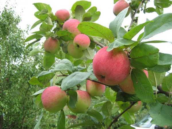 Карликовые яблони: посадка и уход весной и осенью