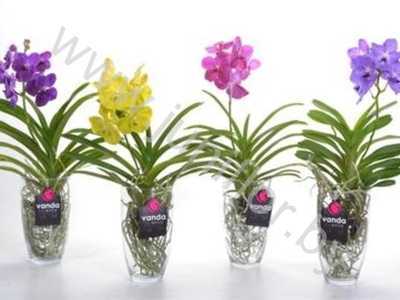 Орхидея ванда – виды с фото, уход в домашних условиях
