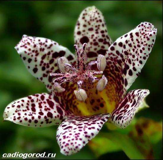 Садовая орхидея трициртис – все нюансы посадки и ухода