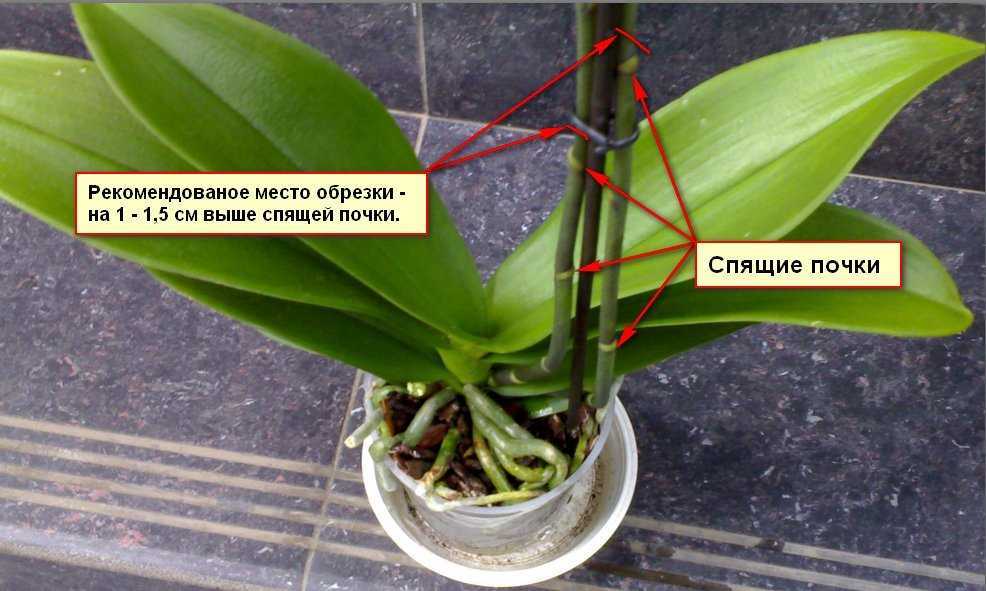 Орхидеи: применение витаминов и стимуляторов - комнатные растения. - страна мам