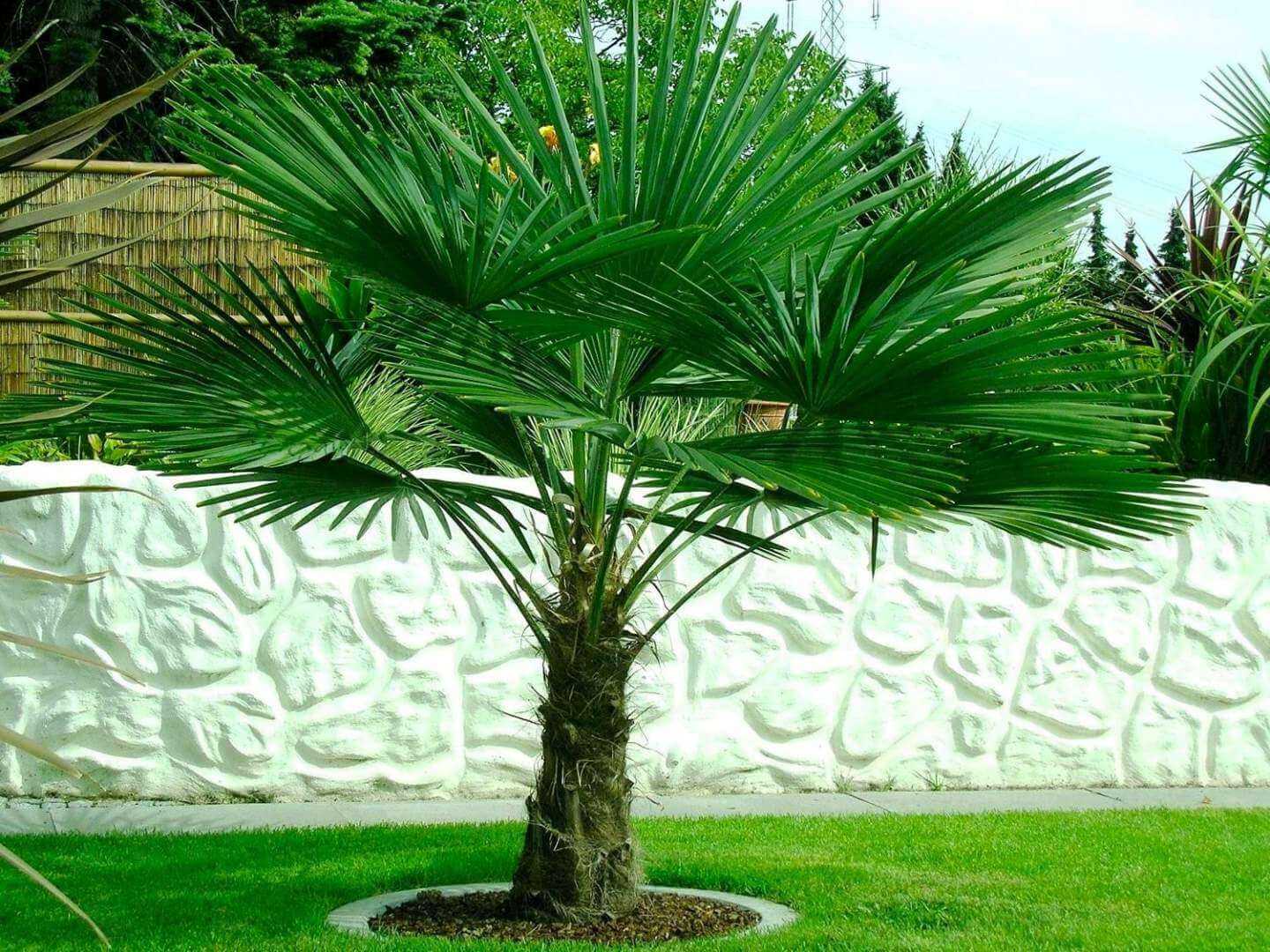 Трахикарпус пальма, которую можно выращивать дома! популярные виды, фото, уход selo.guru — интернет портал о сельском хозяйстве
