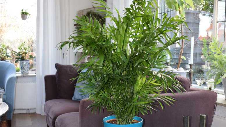 Бамбуковая пальма: уход в домашних условиях. как выращивать экзотику