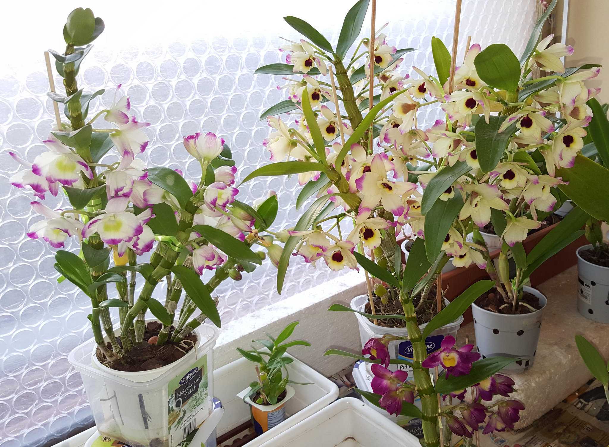 Род дендробиум насчитывает больше тысячи различных видов орхидей Какие из них подойдут для выращивания в домашних условиях Как ухаживать и добиться цветения