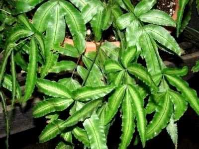 Бессмертное растение «селагинелла чешуелистная» (лепидофилла): уход в домашних условиях