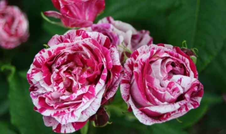 Роза фердинанд пичард (ferdinand pichard) — описание ремонтантного сорта