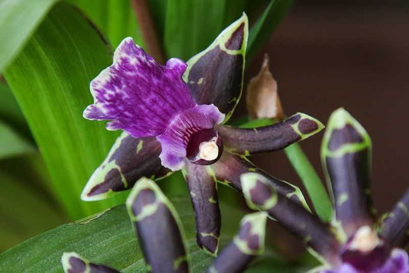 Орхидея зигопеталум: уход и пересадка в домашних условиях