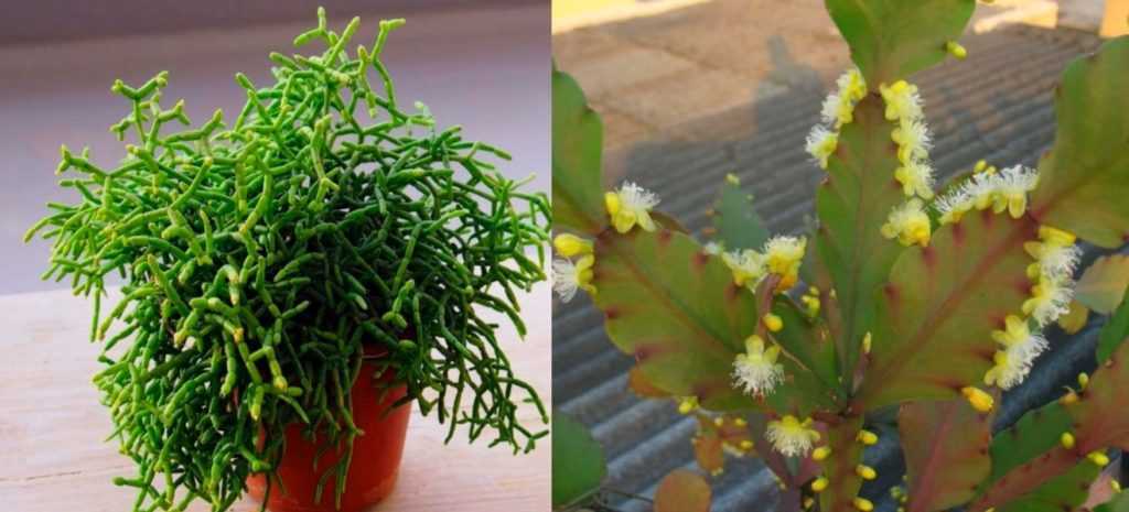Рипсалис: фото, виды и способы ухода за кактусом в домашних условиях