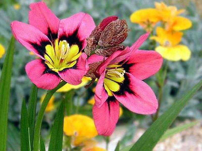 Цветы спараксис «триколор микс» и «джумбо стар микс» (с фото) - проект "цветочки" - для цветоводов начинающих и профессионалов