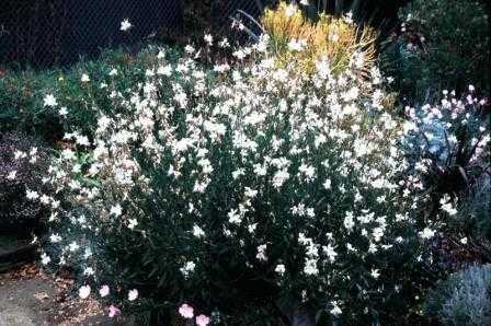 Доротеантус (мезембриантемум): описание, фото цветка, выращивание, посадка, уход в открытом грунте