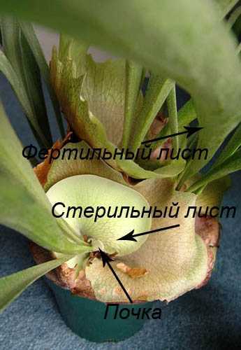 Платицериум виды с фото, уход за комнатным растением