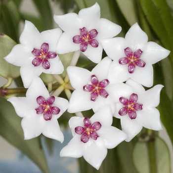 Комнатное растений хойя: фото, описание цветка, выращивание в домашних условиях, уход и размножение плюща