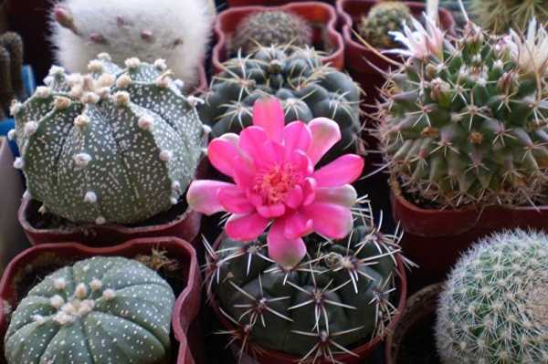 Домашний цветок суккулент: названия, виды и фото, является ли кактус суккулентным растением