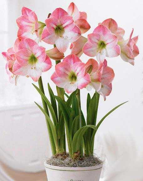 Цветок амариллис – посадка и уход в домашних условиях