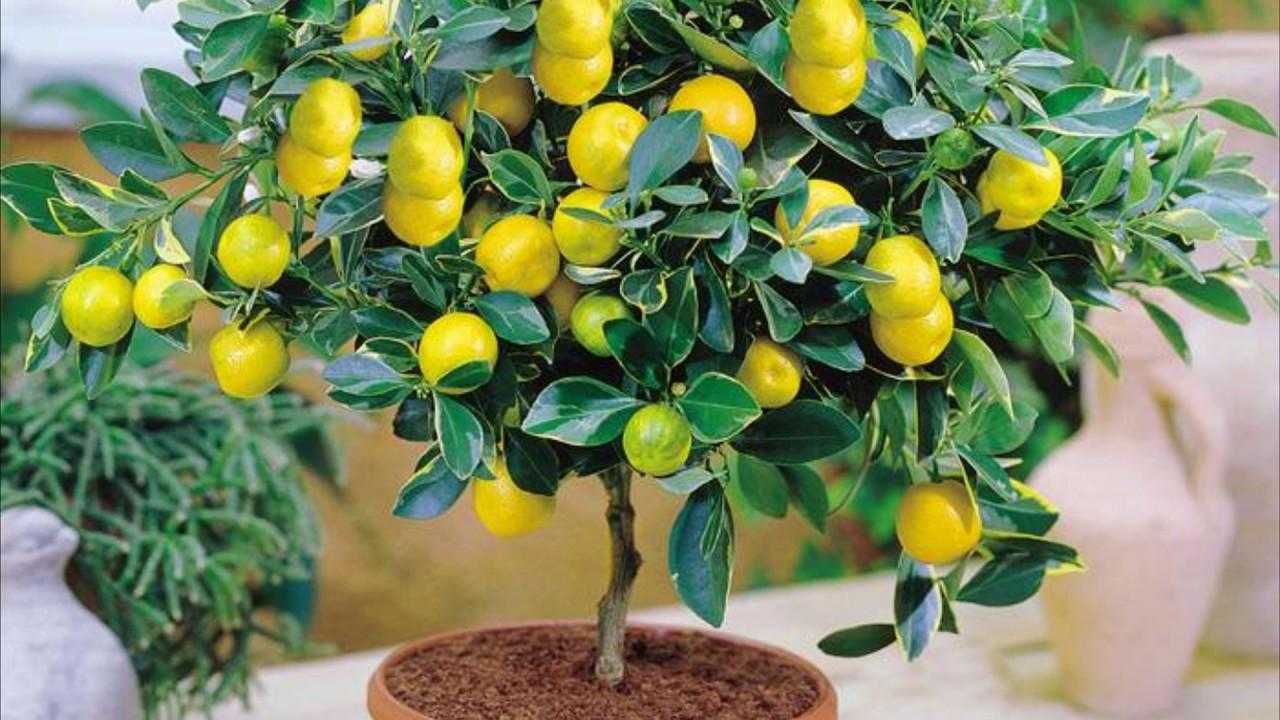 Земля для лимонов в домашних условиях: какой грунт нужен для растения? в какую почву сажать? советы и рекомендации selo.guru — интернет портал о сельском хозяйстве