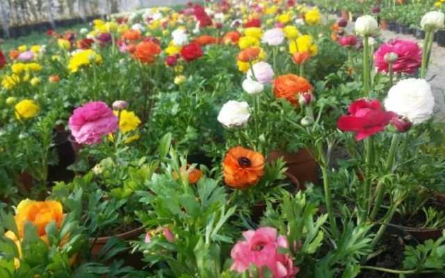 Однолетние цветы: правила ухода и выращивания растений | огородники