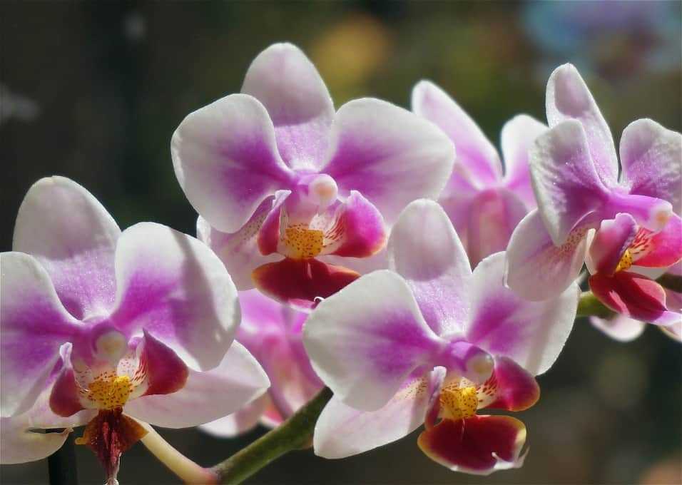 Орхидея дракула (23 фото): описание цветка «обезьянья мордочка», уход за ним в домашних условиях