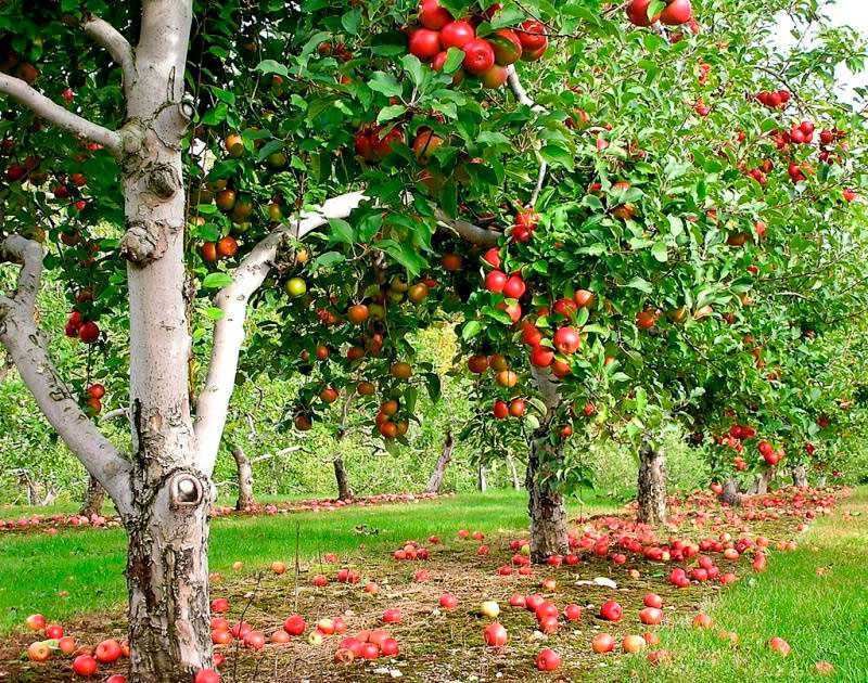 Сорта карликовых яблонь: описание, посадка и уход за ними