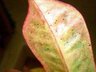 Кротон, или кодиеум: уход в домашних условиях, виды с фото, особенности выращивания, что делать, если сохнут и опадают листья + видео