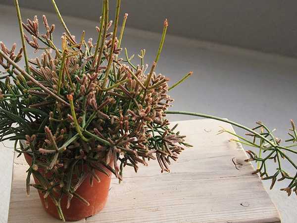 Рипсалисы — самые необычные кактусы. уход в домашних условиях. фото — ботаничка.ru