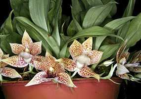 Орхидея лелия: уход в домашних условиях, условия содержания