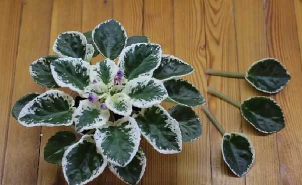Фиалка «литуаника» – цветок с фантазийным окрасом