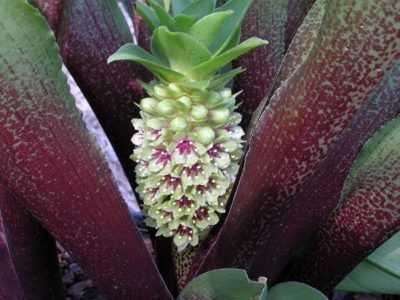 Как посадить и вырастить цветок эукомис (эвкомис, ананасная лилия)