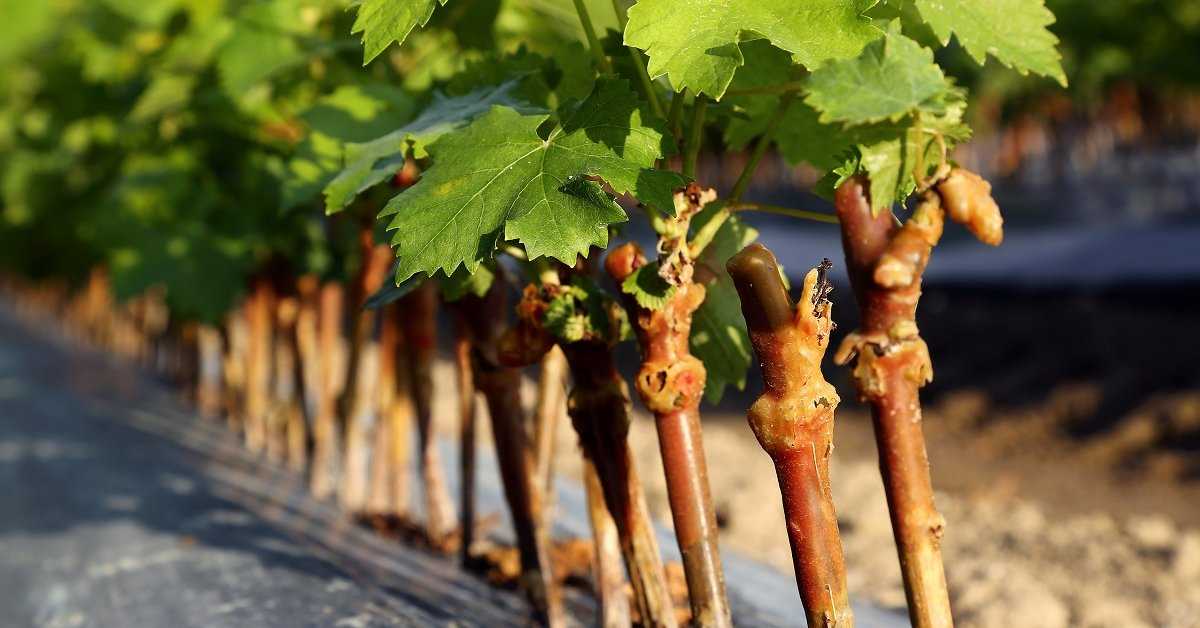 Как размножить виноград: черенками, прикапыванием лозы и другими основными способами, советы для начинающих