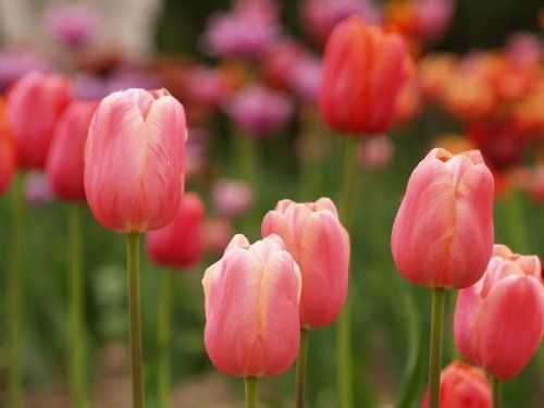 Подкормка тюльпанов: сроки и правила внесения удобрений
