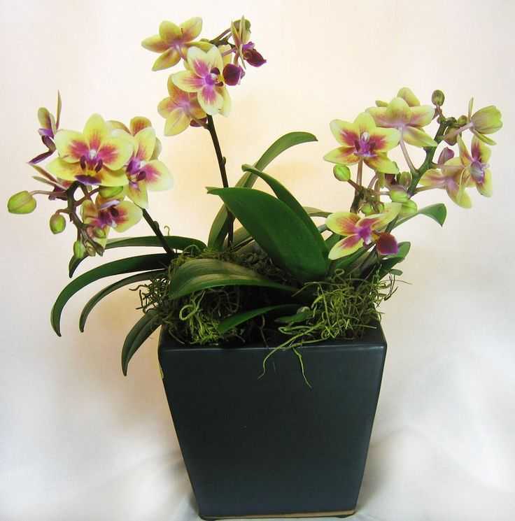 Орхидея фаленопсис, как ухаживать в домашних условиях | образцовая усадьба