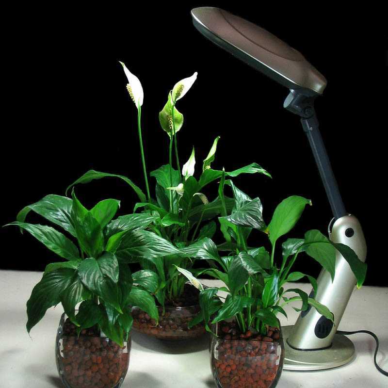 Зимняя досветка комнатных растений и рассады: как правильно выбрать фитолампу?