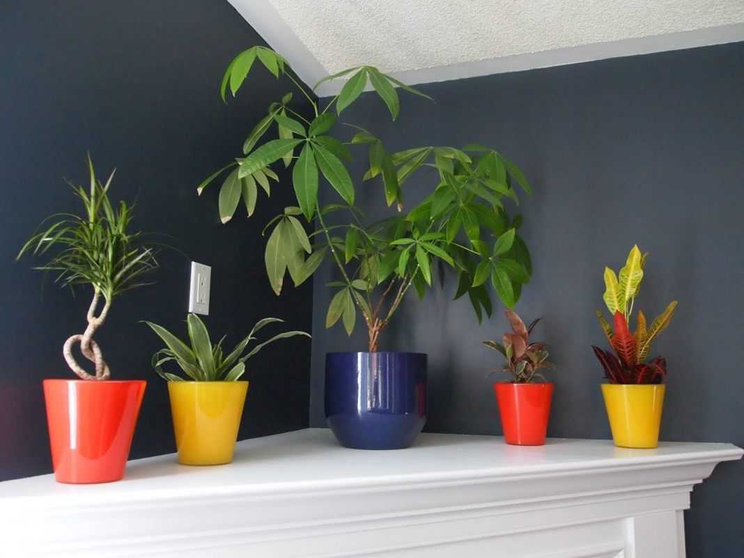 Дополнительное искусственное освещение цветов и растений в квартире