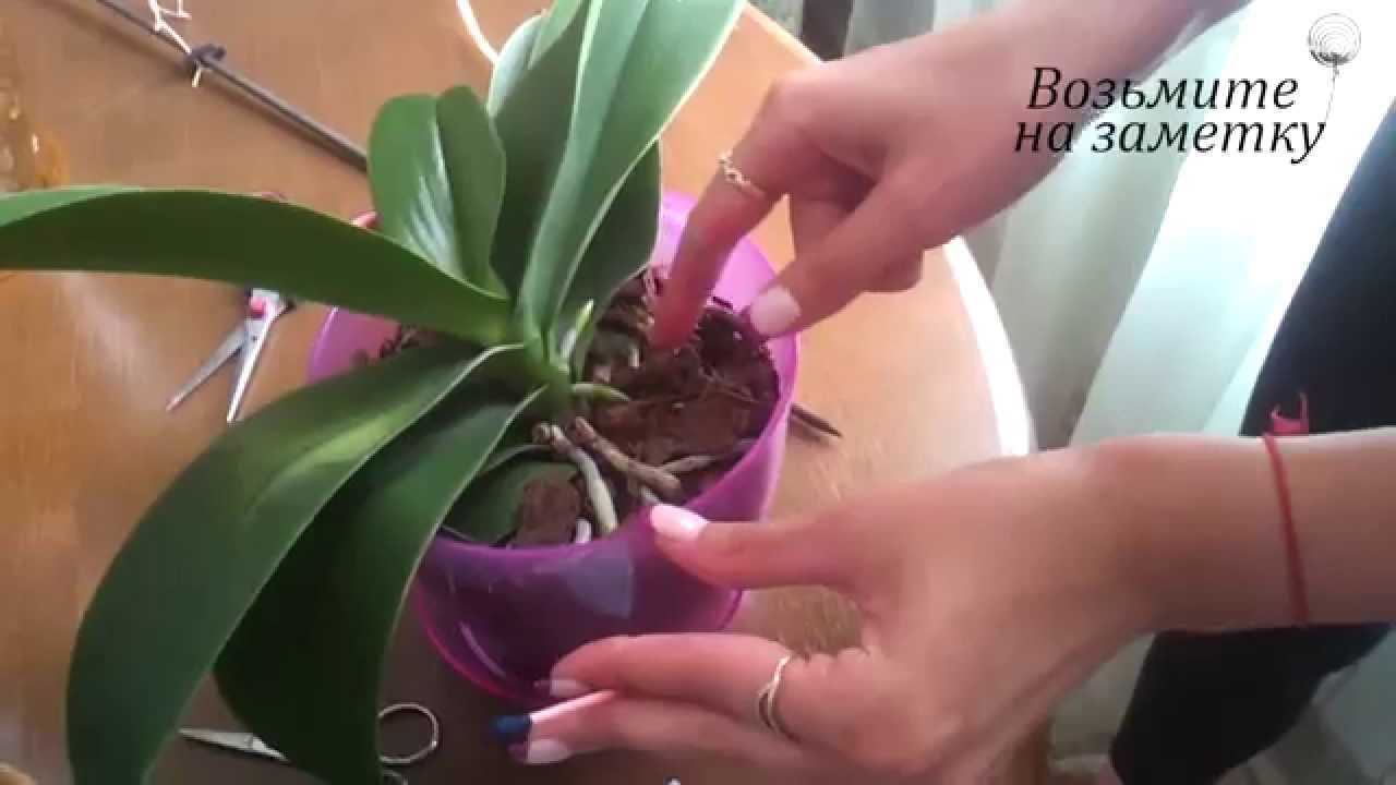 Как выращивать орхидеи из корней в домашних условиях: фото и видео от специалистов